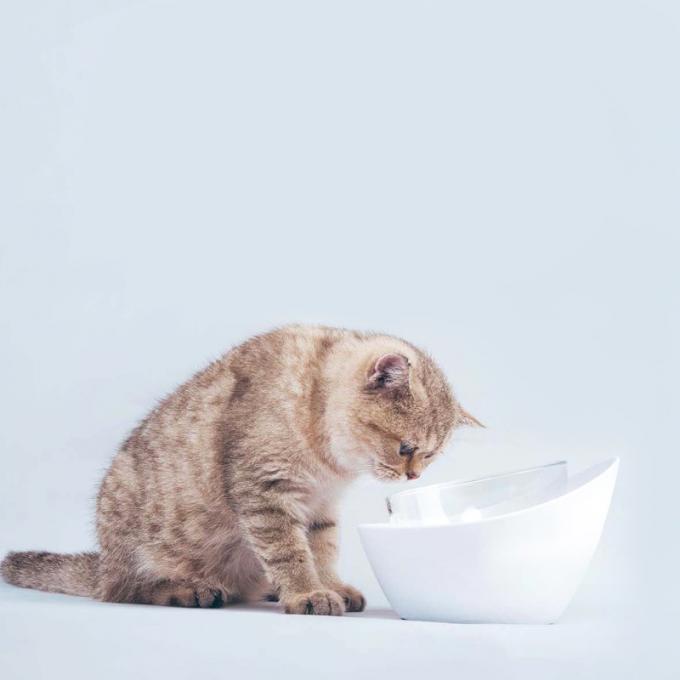   Elegant Design and Not Easy Broken Pet Food Water Feeding Bowl 