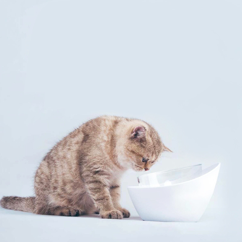  				Elevated Cat Bowl - Raised Porcelain Dish - Perfect for Wet and Dry Cat Food 	        